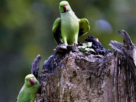 பேஸ்புக்கில் பச்சைக்கிளிகள் பற்றி நூதன விளம்பரம்... இளைஞரை மடக்கிப் பிடித்த வனத்துறை!