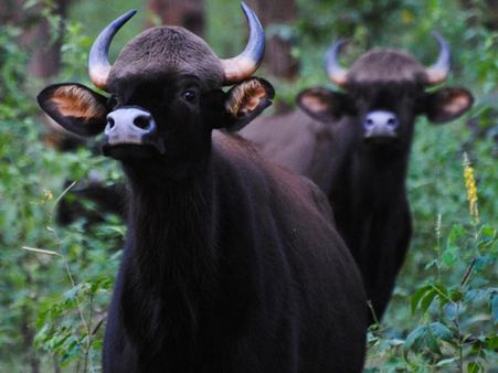 வண்டலூர் உயிரியல் பூங்காவில் புலியும், சிங்கமும் இனி வீட்டில் இருந்தே லைவ் ஆக பார்க்கலாம்