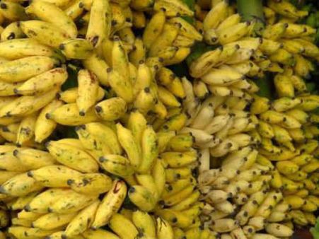 இந்தியாவிலேயே வாழைப்பழ உற்பத்தியில் நம்பர் 1 யார் தெரியுமா?