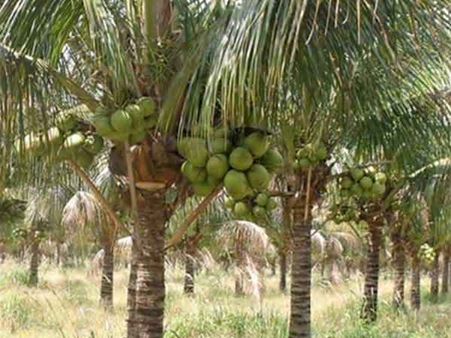 இப்ப எப்படி திருடுவீங்கன்னு பார்ப்போம்.. தென்னை மரத்தில் மண்டை ஓடுகளை கட்டி வைத்த பலே விவசாயி!