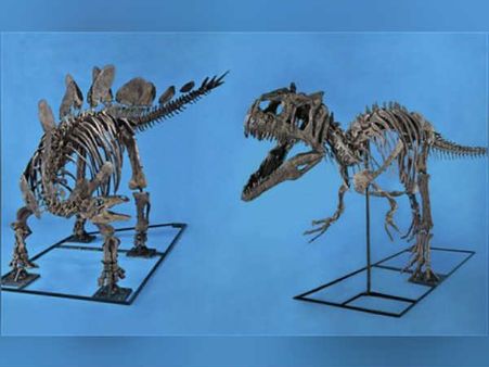 டைனோசர் எலும்புகூடு வேணுமா, 2 ரெடியா இருக்கு... பாரீஸ் ஏல நிறுவனம் அறிவிப்பு