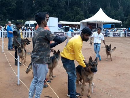 குன்னூரில் நாய் கண்காட்சி - ஜெர்மன் ஷெப்பர்டு நாய்கள் சாகசங்களை செய்து அசத்தல்