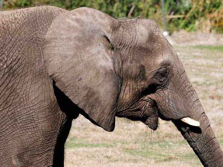 நெல்லை அருகே கோவில் திருவிழாவில் யானை தாக்கி பெண் உயிரிழப்பு!