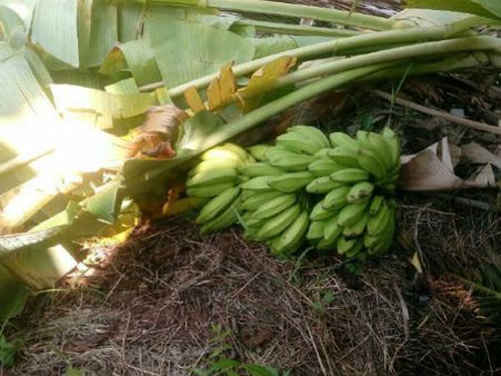 செங்கோட்டை அருகே மீண்டும் யானைகள் விளை நிலங்களுக்குள் புகுந்து அட்டகாசம்.. தென்னை, வாழை சேதம்