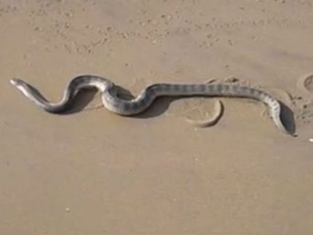 கடலூர் கடற்கரையில் ஊர்ந்த அரியவகை பாம்புகள்- ஆச்சரியமடைந்த பொதுமக்கள்