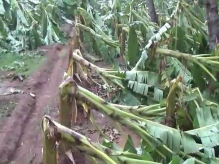 கம்பம், கூடலூரில் பலத்த சூறைக்காற்று: ஏராளமான வாழை மரங்கள் ஒடிந்து நாசம்-விவசாயிகள் கவலை