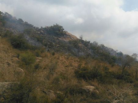 திருவண்ணாமலை அருகே பர்வத மலையில் பயங்கர காட்டுத் தீ.. தீயை அணைக்க வனத்துறையினர் போராட்டம்