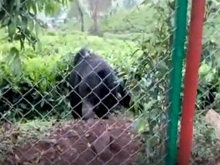 கோத்தகிரி தேயிலை தோட்டத்தில் திரியும் ஒற்றை கரடி.. கூண்டு வைத்து பிடிக்க வனத்துறை தீவிரம்