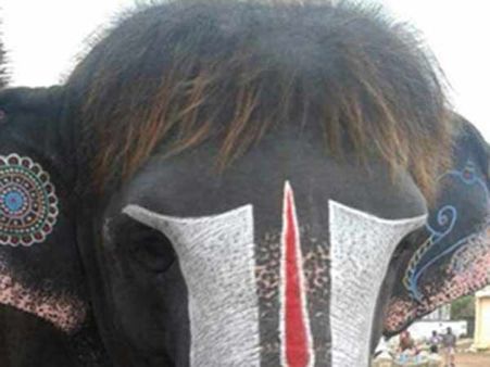 தாங்க முடியாத புளுக்கம்.. வெயிலின் தாக்கத்தால் ‘பாப் ஹேர்கட்’ செய்து கொண்ட கோயில் யானை!