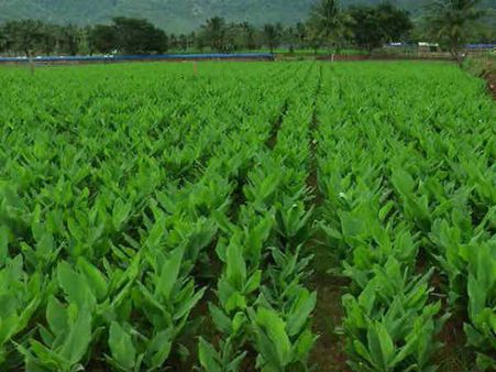 விளைபொருட்களுக்கு குறைந்தபட்ச ஆதார விலை நிர்ணயம் தேவை: குமுறும் கோவை விவசாயிகள்!