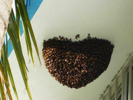 திருப்பூர் கலெக்டர் அலுவலக முகப்பில் தேன்கூடு கலைந்தது.. சிதறி ஓடிய மக்கள்.. 20 பேர் காயம்