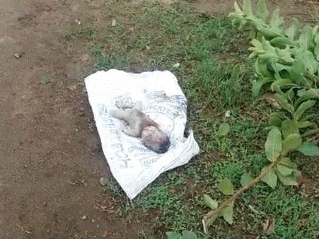 கரூர் அருகே கோரம்: பிறந்து சில மணி நேரமே ஆன பெண் சிசு சாக்கடையில் சடலமாக மீட்பு