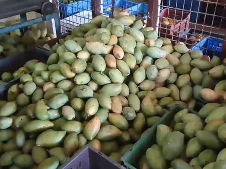 'கல்' மனம் படைத்த மனிதர்களே.. கார்பைடு போட்டா பழுக்க வைப்பீர்கள் மாங்காய்களை?