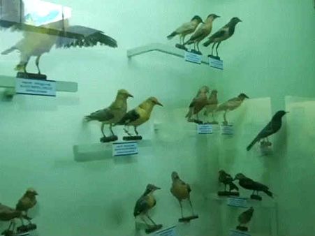 புதுக்கோட்டை அரசு அருங்காட்சியகம்: முட்புதர்களில் சிதறியுள்ள கற்சிலைகள்.. பொதுமக்கள் அதிர்ச்சி!