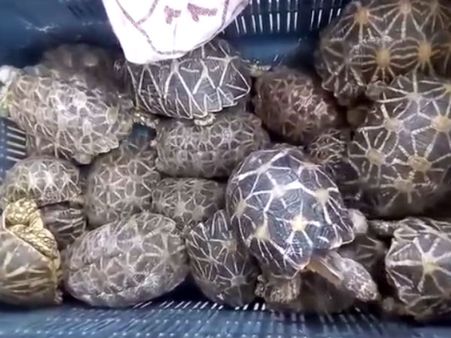 புதுக்கோட்டை அருகே மூட்டை மூட்டையாய் ரூ.18 கோடி நட்சத்திர ஆமைகள்.. 3 பேர் கைது