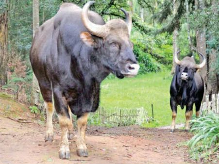 ஊட்டி தாவரவியல் பூங்காவில் காட்டெருமைகள் உலா,, போலீசார் உட்பட சுற்றுலா பயணிகள் அலறியடித்து ஓட்டம்