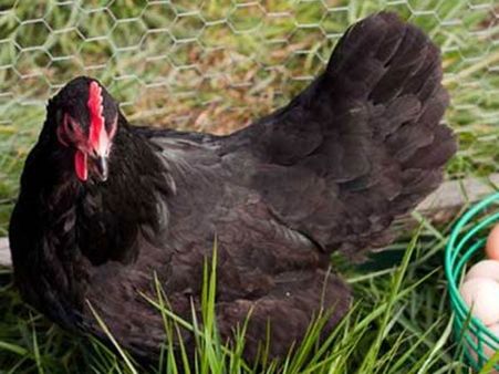 சென்னை தவிர்த்த பிற மாவட்டங்களில் இலவச நாட்டுக்கோழி வழங்கும் திட்டம்: முதல்வர் அறிவிப்பு