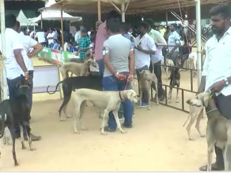 அத்தனை பேரையும் ஈர்த்த சிப்பிப்பாறை ஸ்வேதா.. கோவையில் அகில இந்திய நாய்கள் கண்காட்சி