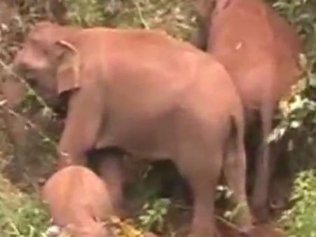 சத்தியமங்கலத்தில் 15 அடி ஆழ தோட்டத்து கிணற்றில் விழுந்த 3 யானைகள் மீட்பு