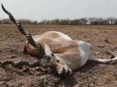 குஜராத்தில் கெமிக்கல் தொழிற்சாலை அருகே கொத்து கொத்தாக செத்து மடிந்த மான்கள், பறவைகள்!