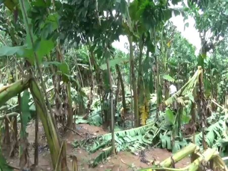 கன்னியாகுமரி மாவட்டத்தில் சூறைக்காற்று.. வெளுத்து வாங்கிய மழை.. லட்சக்கணக்கான வாழைகள் சாய்ந்தன!