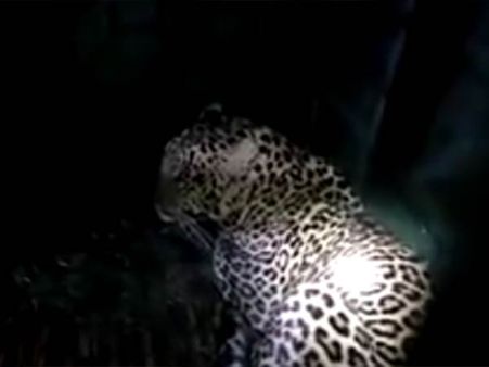 சிக்கியது சிறுத்தை.. வால்பாறை மக்களை குலைநடுங்க செய்த சிறுத்தை கூண்டு வைத்து பிடிப்பு