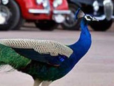 மனிதர் உணர்ந்து கொள்ள இது மனித காதல் அல்ல.. அதையும் தாண்டி அழகானது!