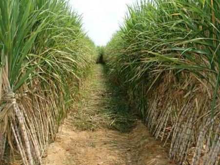 கரும்பு விவசாயிகள் பிரச்சினைக்கு தீர்வு காண ரூ.8,000 கோடி ஒதுக்கீடு: மத்திய அரசு முடிவு