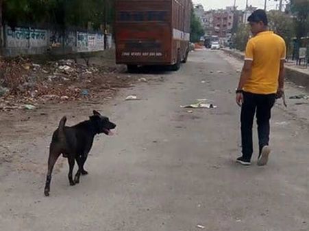 கொடுமையே.. டெல்லியில் 11 பேர் மர்மமாக இறந்த குடும்பத்தில் எஞ்சிய வளர்ப்பு நாய் மாரடைப்பால் மரணம்