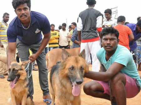 க்யூட்டான 120 நாய்கள்.. கிருஷ்ணகிரியில் பார்வையாளர்களை ஈர்த்த நாய்கள் கண்காட்சி