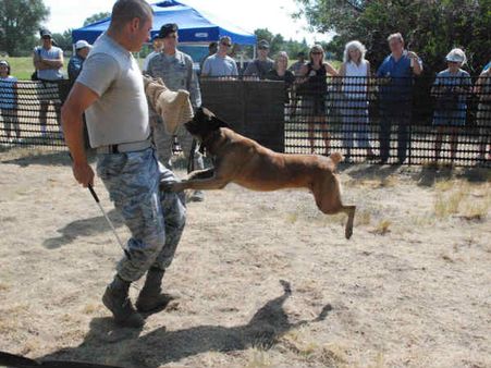 பின்லேடனை பிடிக்க உதவிய பெல்ஜியன் மாலினாய்ஸ் வகை நாய்.. இந்தியா பாதுகாப்பு படையிலும் சேர்ப்பு!