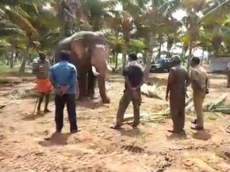 ஆபரேஷன் கும்கி.. தேவாரத்தில் 9 பேரை கொன்ற ஒற்றை யானையை விரட்ட 2 கும்கி யானைகள்!