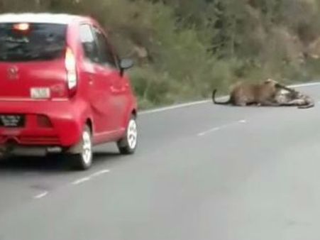 ஏன் செல்லங்களா.. உங்களுக்கு விளையாட வேற இடமே கிடைக்கலையாக்கும்!