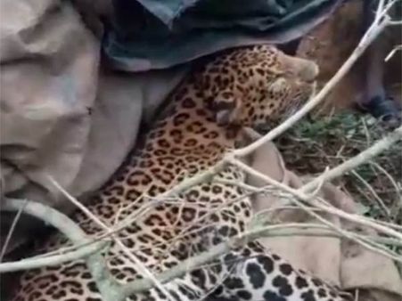 ஒரு கூண்டில் நாய்.. மற்றொரு கூண்டில் ஆடு.. சிக்குமா சிறுத்தை? பீதியில் காரமடை மக்கள்