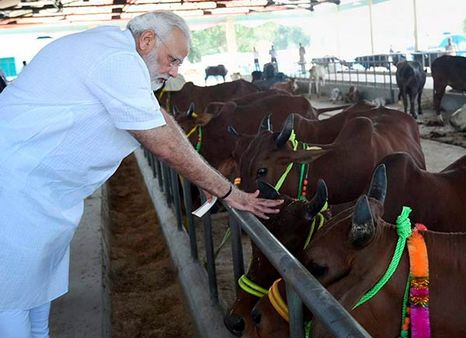 பாசத்திற்கு அளவில்லை பாஸ்.. ருவாண்டா மக்களுக்கு 200 பசுமாடுகளை பரிசளிக்கிறார் மோடி!