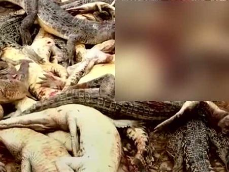 இந்தோனேஷியாவில் பழிக்கு பழியாக ஒரே நேரத்தில் வெட்டி சாய்க்கப்பட்ட 300 முதலைகள்