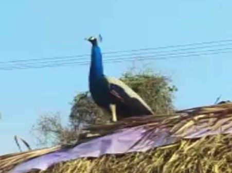 ஒட்டன்சத்திரம் அருகே மயில்களை வேட்டையாடி நெருப்பில் சுட்டு சாப்பிட்ட 2 பேர் கைது