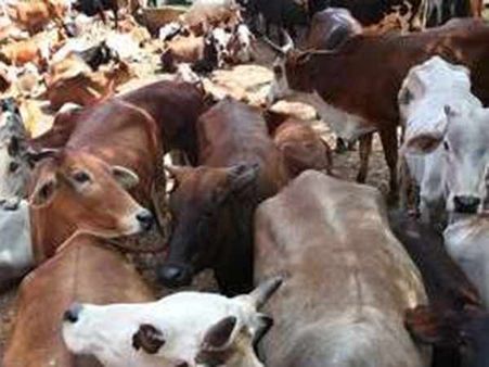 குப்பை போல் லாரியில் இருந்து கொட்டப்பட்ட காட்டு மாடு.. கதறி துடித்து பலி.. சேலத்தில் சோகம்