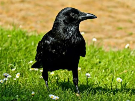 கா கா காக்கா.. ஆஹா.. பிரான்சை கலக்கும் 6 காக்காக்களும்.. பொறுப்பில்லாத குடிமக்களும்!