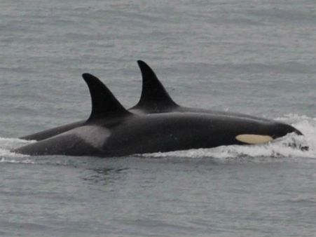 இறந்த குட்டியை தூக்கி சுமந்த தாய் திமிங்கலம்.. உருக வைக்கும் பாச போராட்டம்