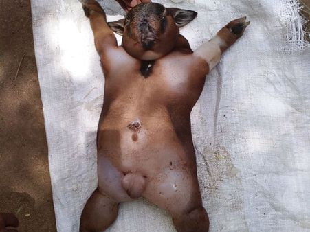 அதிசயம் ஆனால் உண்மை.. மனித ரூபத்தில் பிறந்த ஆட்டுக்குட்டி.. திருச்சி அருகே பரபரப்பு!