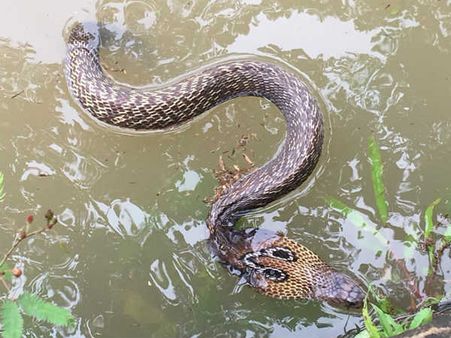 கேரளாவில் வடிந்தது வெள்ளம்.. எங்கு பார்த்தாலும் சேறு. பாம்புகள் குடி கொண்ட வீடுகள்.. நீங்காத துயரம்