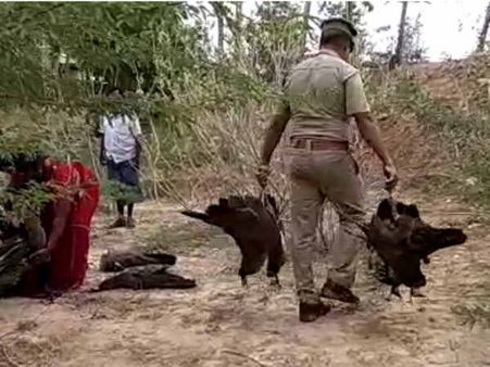 இறந்த நிலையில் 50க்கும் மேற்பட்ட மயில்கள் மீட்பு.. மதுரை அருகே பரபரப்பு.. விஷம் கொடுக்கப்பட்டதா?