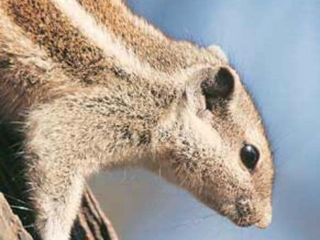 அந்த ‘அணில்’ இன்னும் எலிமினேட் ஆகல பாஸ்!