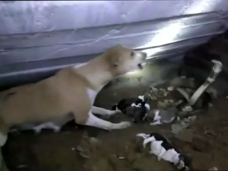 நாய் ஆனாலும் நானும் தாய் தானே.. ஒரு உணர்ச்சி மிகு போராட்டம்