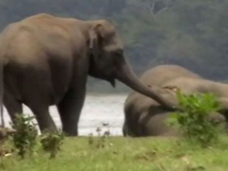 இறந்து போன கேங் லீடர்.. கண்ணீர் விட்ட யானைகள்.. காட்டுக்குள் ஒரு கண்ணீர்!