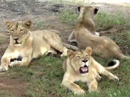 குஜராத்தின் கிர் வனப்பகுதியில் அடுத்தடுத்து 11 சிங்கங்கள் பலி!