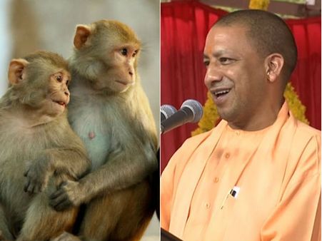 குரங்குத் தொல்லையா.. தப்பிக்க ஆதித்யநாத் சொல்லும் ஐடியாவை கேளுங்க!