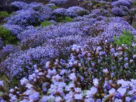 மலரே குறிஞ்சி மலரே... நீலமயமான நீலகிரி... குறிஞ்சியை காண குவியும் சுற்றுலா பயணிகள்