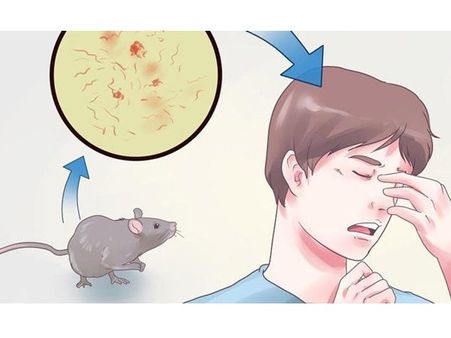 கேரளாவை தொடர்ந்து தமிழகத்தை மிரட்டும் எலிக்காய்ச்சல்.. கோவையில் இளைஞர் பலி!